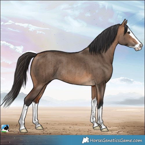 Horse Color:Bay Dun Splash Rabicano Brindle 