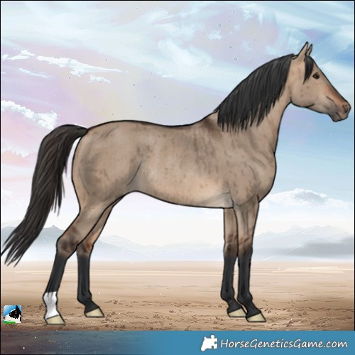 Horse Color:Bay Dun Rabicano Brindle