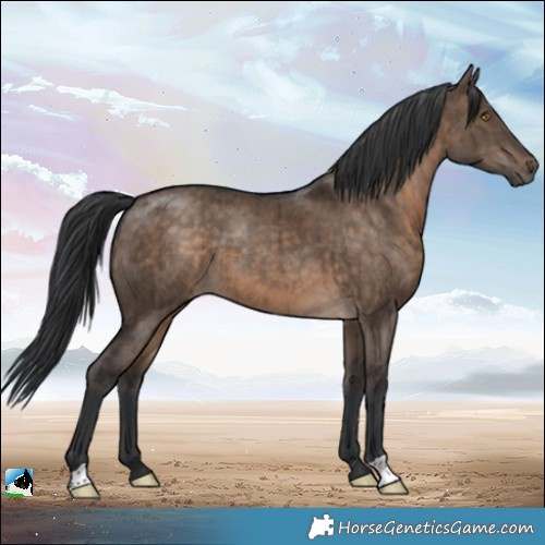 Horse Color:Brown Dun Brindle