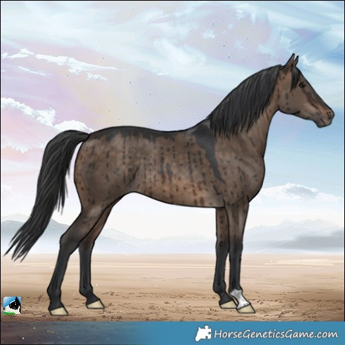Horse Color:Brown Dun Rabicano Brindle