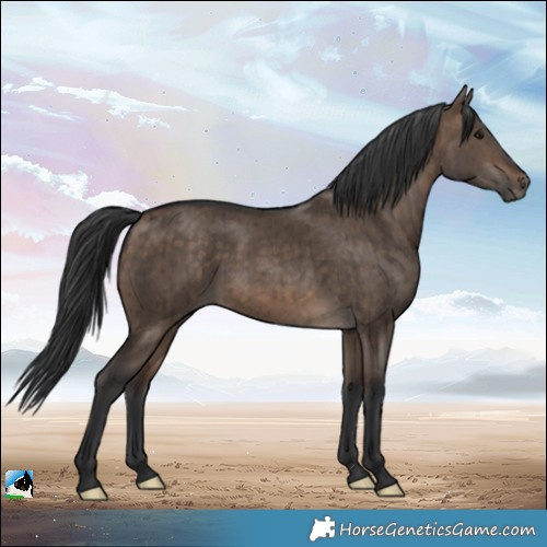 Horse Color:Brown Dun Brindle 