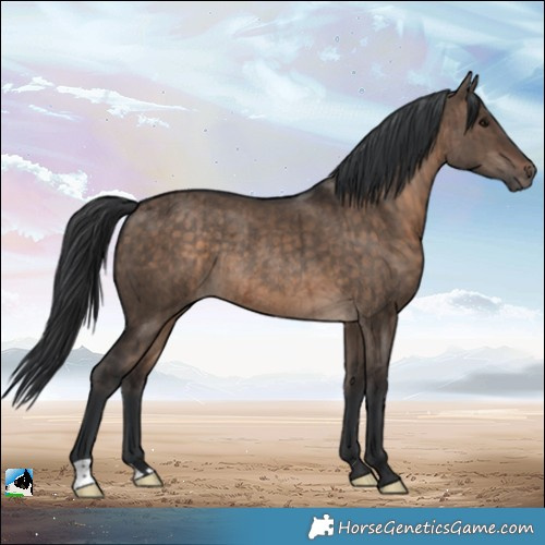 Horse Color:Brown Dun Rabicano Brindle 