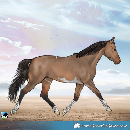 Horse Color:Bay Dun Tobiano 