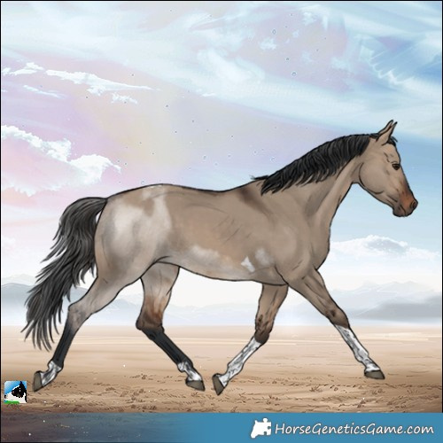 Horse Color:Brown Dun Tobiano 