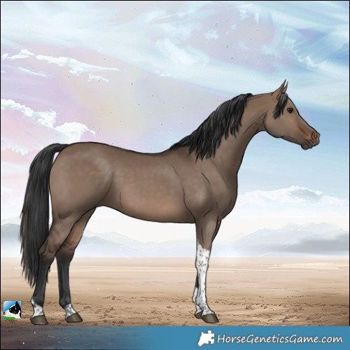 Horse Color:Brown Dun Tobiano 