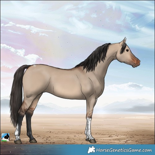 Horse Color:Bay Dun Tobiano