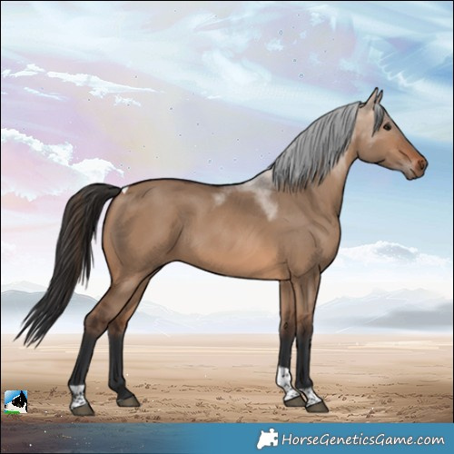 Horse Color:Brown Dun Tobiano 