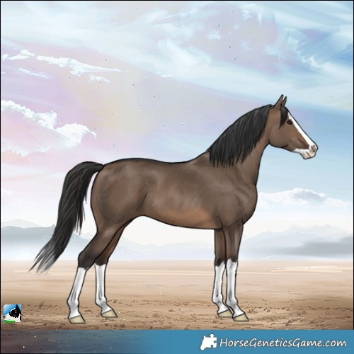 Horse Color:Brown Dun Splash 