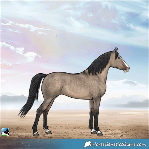 Horse Color:Brown Dun Splash