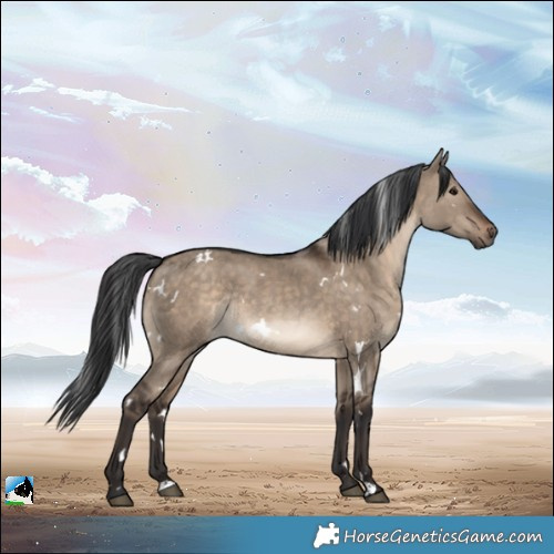 Horse Color:White Spotted Brown Dun Rabicano