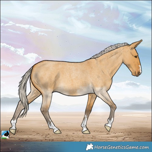 Horse Color:Silver Buckskin Roan Dun 