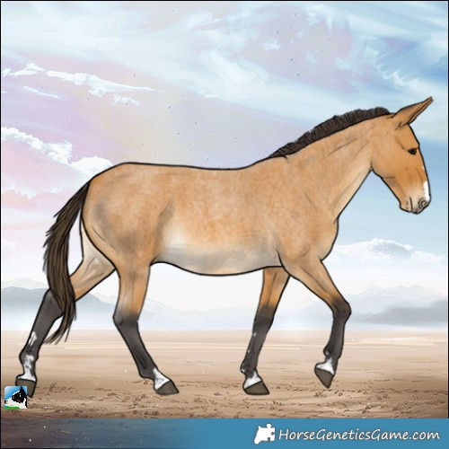 Horse Color:Buckskin Roan 