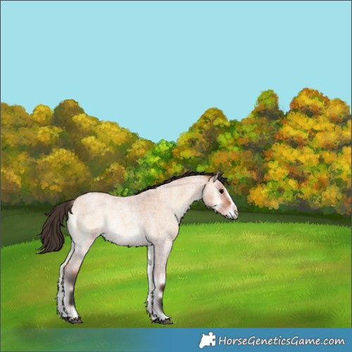 Horse Color:Bay Roan Onyx Splash 