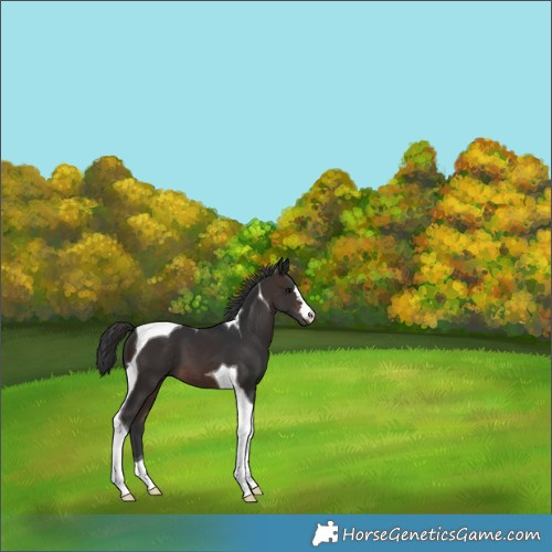 Horse Color:Brown Tobiano 