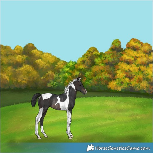 Horse Color:Brown Tobiano Rabicano 