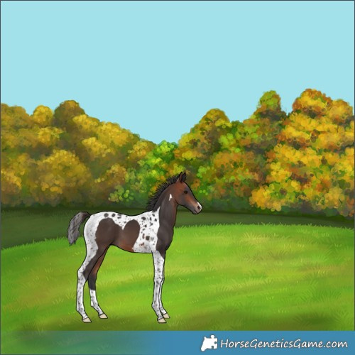 Horse Color:Bay Tobiano
