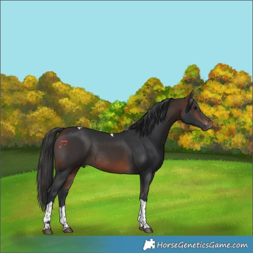 Horse Color:Brown Tobiano Rabicano