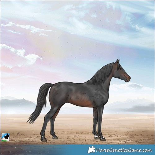 Horse Color:Brown Merle Rabicano