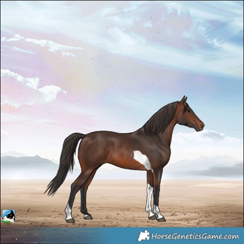 Horse Color:Brown Tobiano Rabicano 