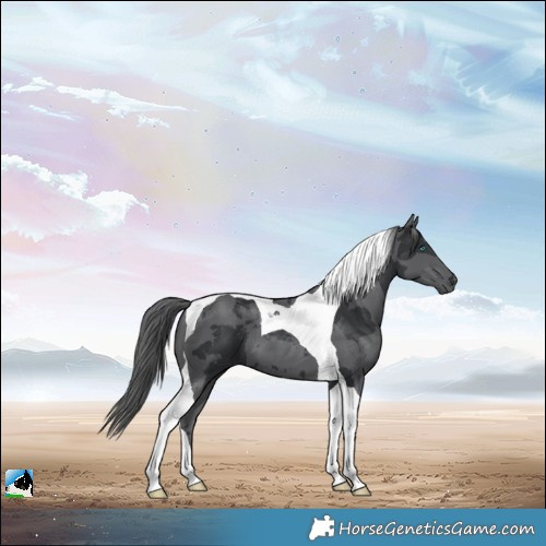 Horse Color:Black Merle Tobiano 