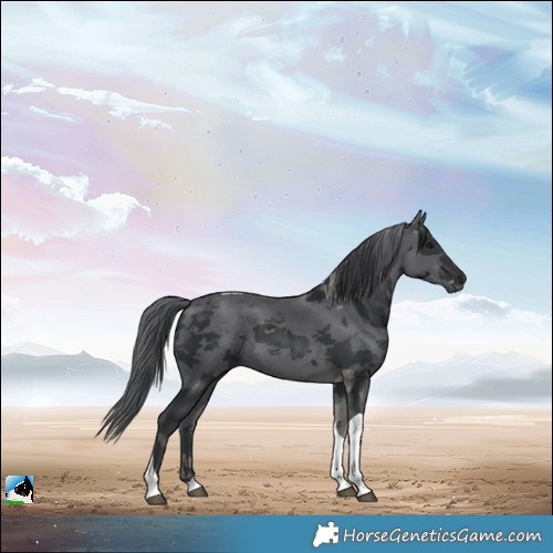 Horse Color:Black Merle Tobiano 