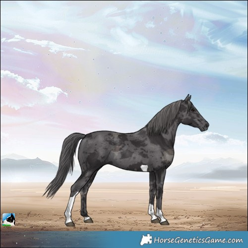 Horse Color:Smoky Black Merle Tobiano Rabicano 