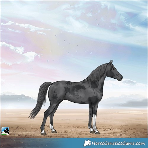 Horse Color:Black Merle Tobiano 