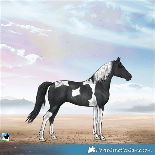 Horse Color:Black Tobiano Rabicano