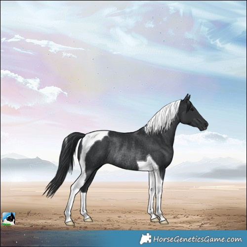 Horse Color:Black Tobiano Rabicano 