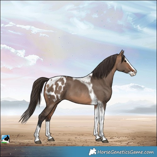 Horse Color:Bay Dun Splash Tobiano Blanket 