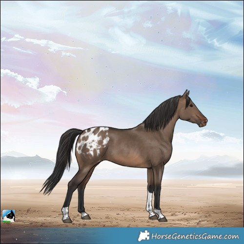 Horse Color:Brown Dun Tobiano Appaloosa 