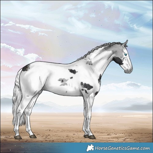 Horse Color:Powder White Brown Merle 