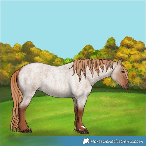 Horse Color:Red Dun Roan 
