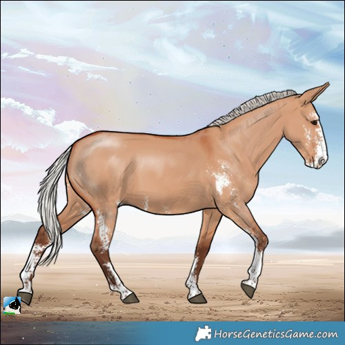 Horse Color:Silver Bay Dun Sabino 