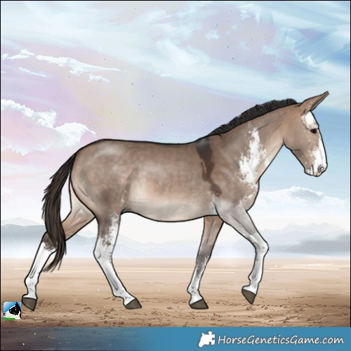 Horse Color:Bay Dun Sabino 