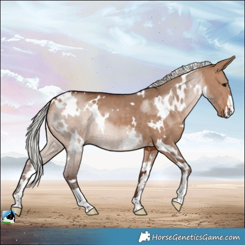 Horse Color:White Spotted Silver Bay Dun 