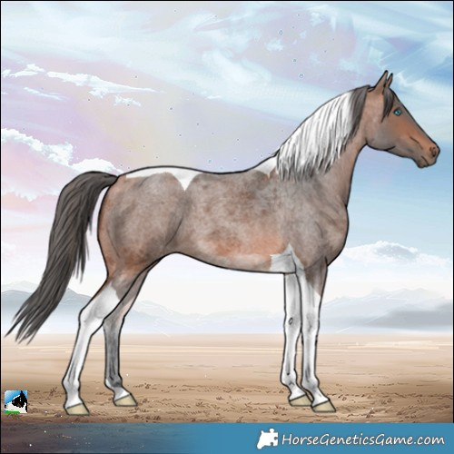 Horse Color:Bay Roan Merle Tobiano 