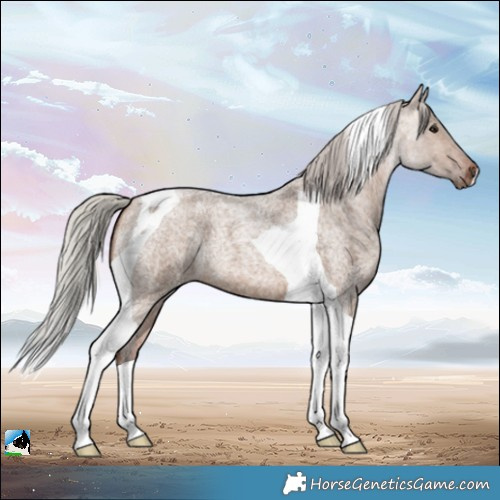 Horse Color:Silver Brown Roan Dun Tobiano 