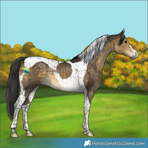 Horse Color:Buckskin Tobiano Rabicano 