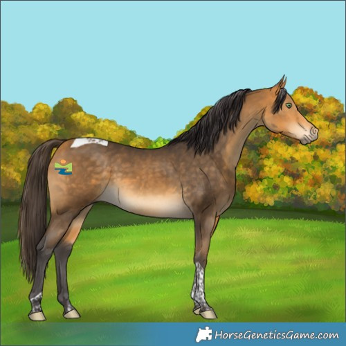 Horse Color:Buckskin Tobiano 