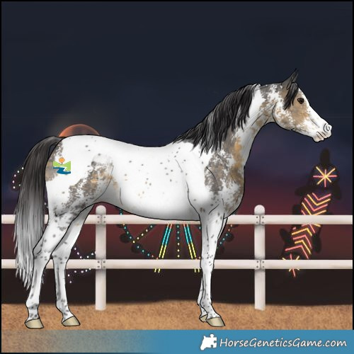 Horse Color:Buckskin Sabino Tobiano Rabicano 