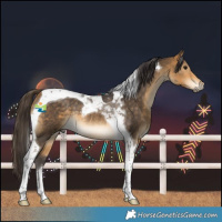 Horse Color:Buckskin Tobiano Rabicano 
