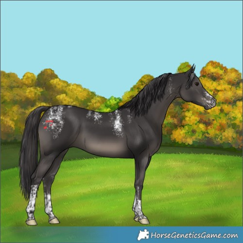 Horse Color:Powder White Smoky Black Tobiano 