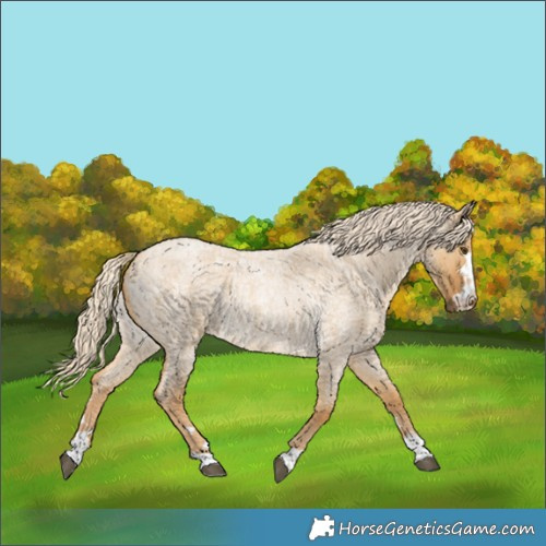Horse Color:Palomino Roan Dun Rabicano 