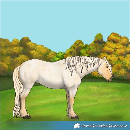 Horse Color:Palomino Roan Dun 