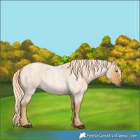 Horse Color:Palomino Roan Dun 