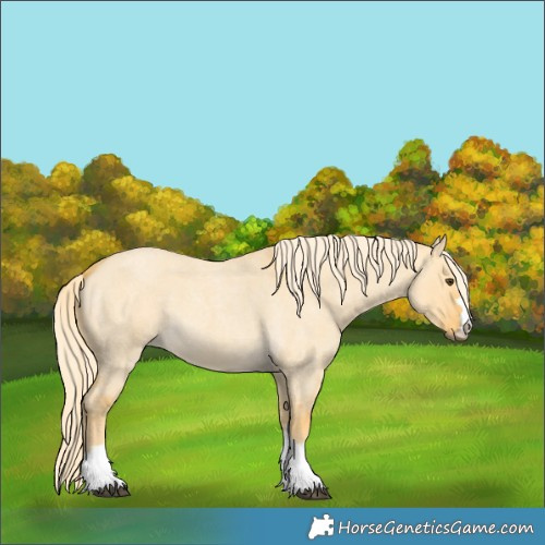 Horse Color:Palomino Roan Dun 