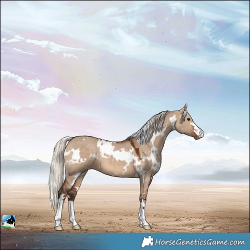 Horse Color:White Spotted Silver Brown Dun Skewed Appaloosa 