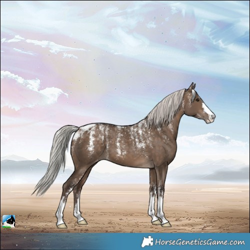 Horse Color:Powder White Silver Bay Dun Skewed Appaloosa 