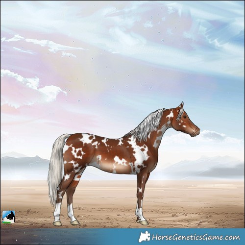 Horse Color:White Spotted Silver Bay 